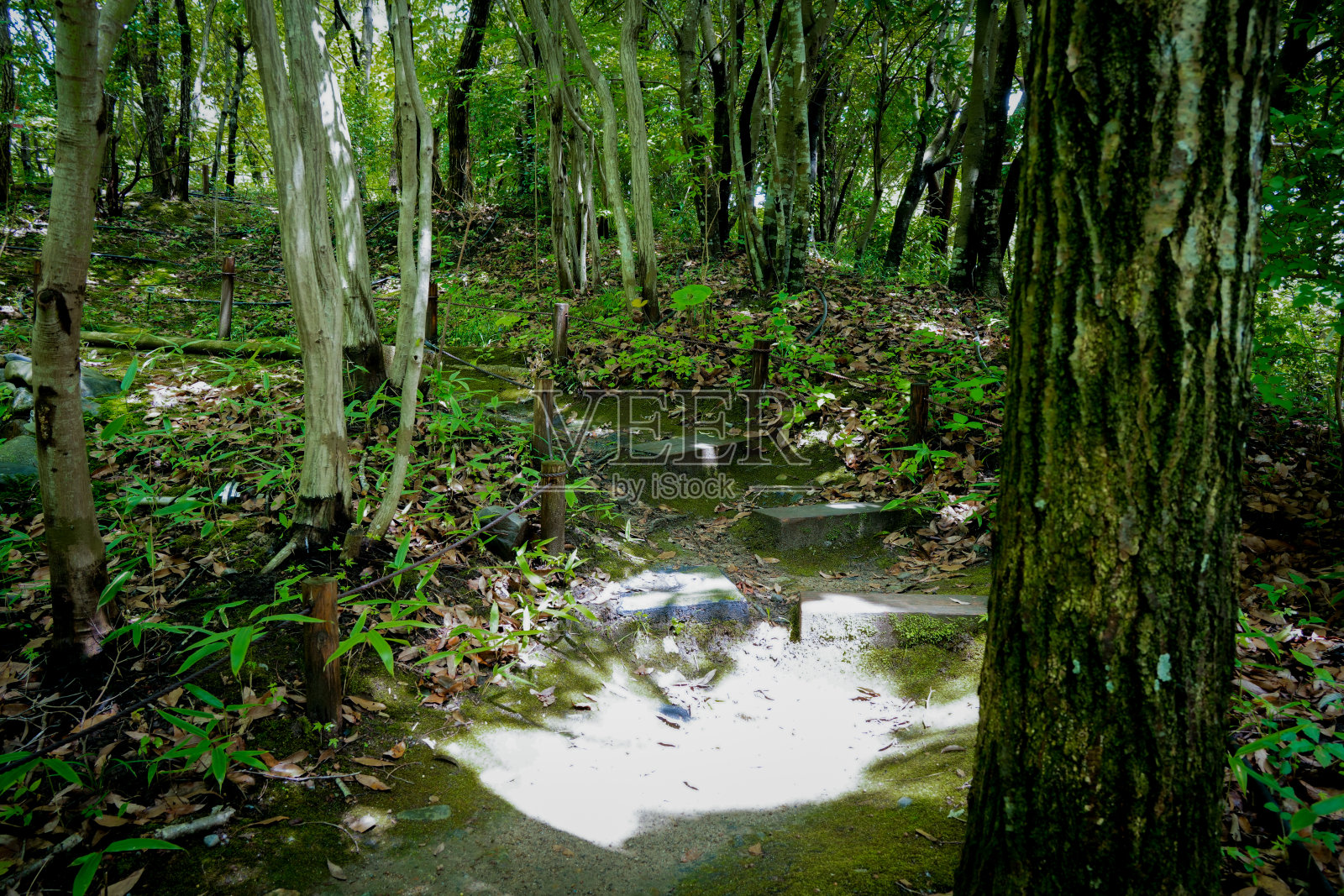 狭窄的阳光从树丛中透了进来照片摄影图片