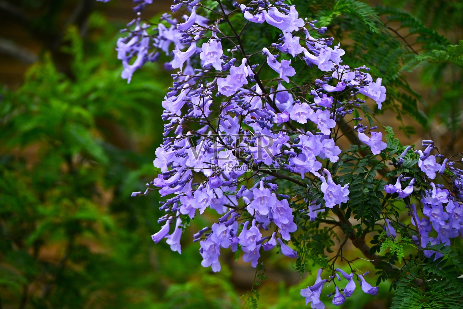 紫薇花。山竹科落叶乔木,原产于中美洲和南美洲。照片摄影图片