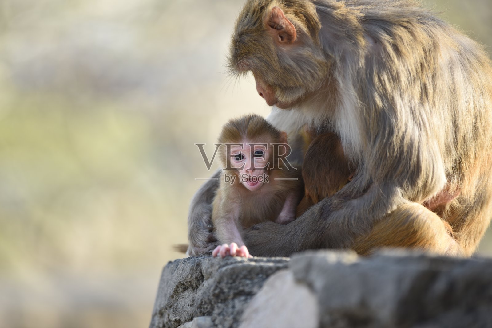 母亲的奉献:捕捉猴子世界里爱与关怀的本质照片摄影图片