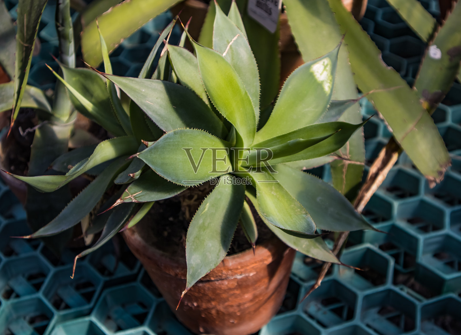 仙人掌照片摄影图片