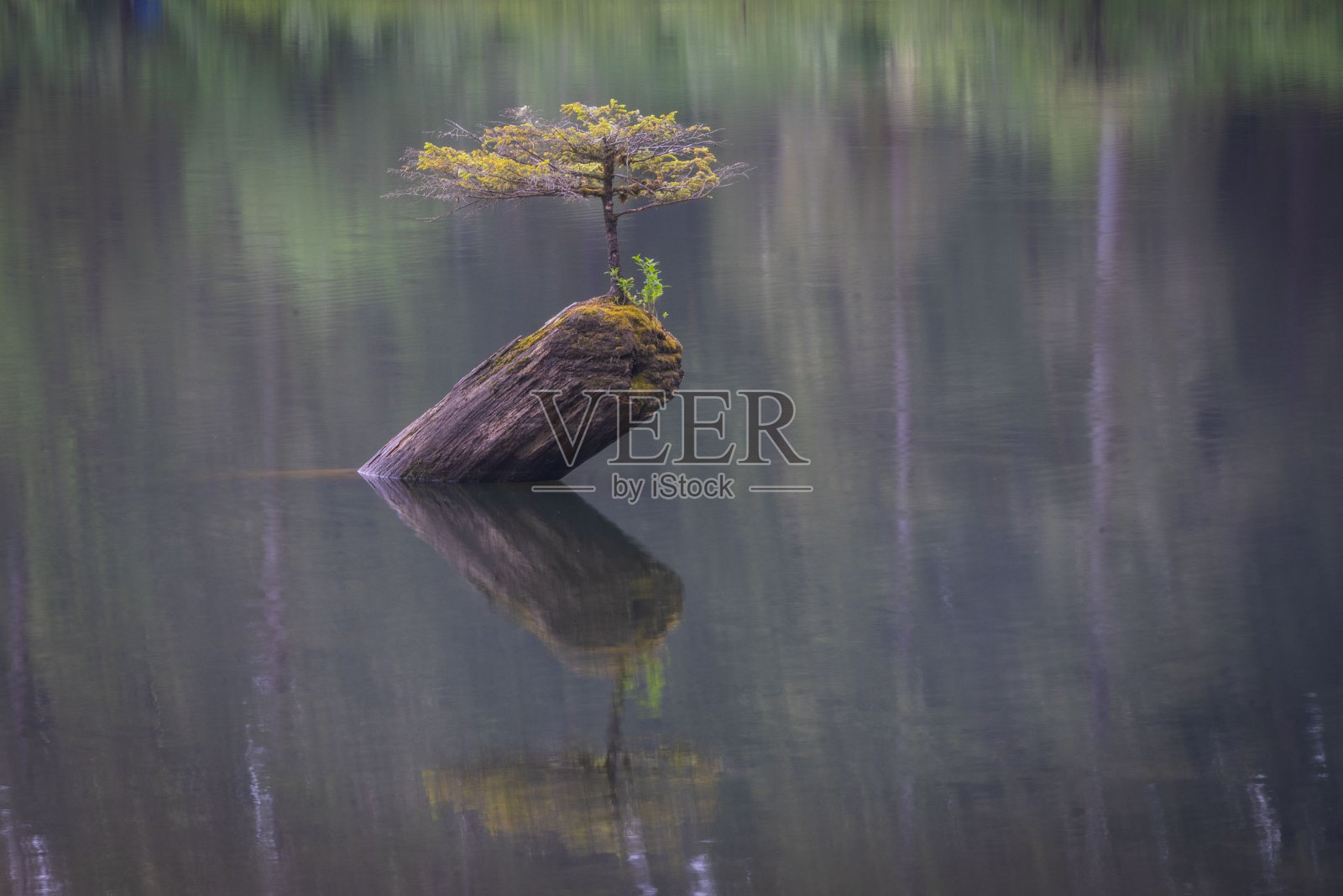 仙女湖盆景树倒影照片摄影图片
