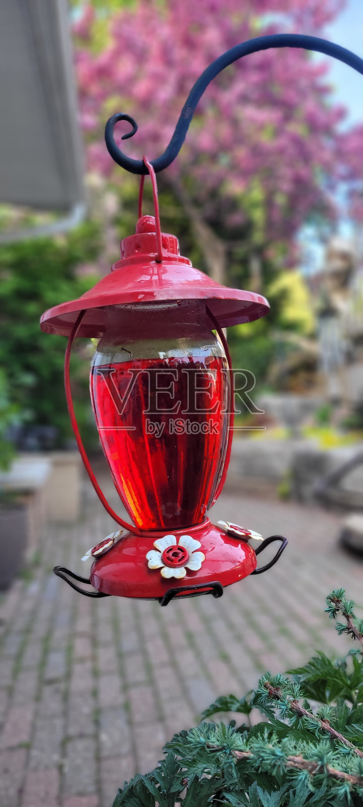 对于蜂鸟照片摄影图片