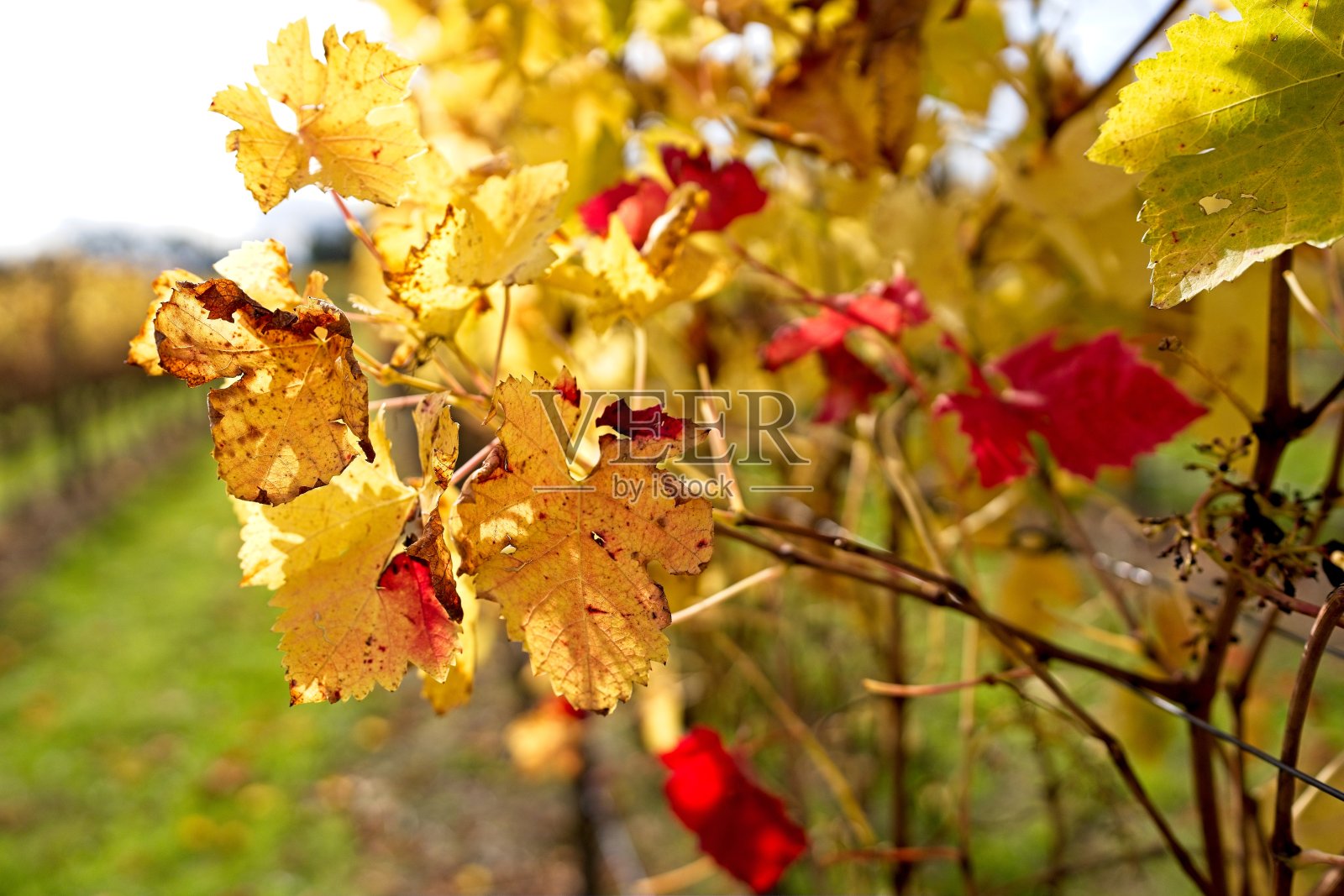葡萄园地里的黄色葡萄叶子。照片摄影图片