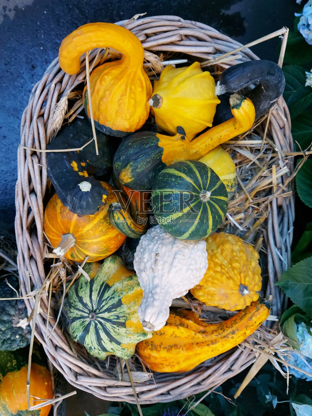 南瓜照片摄影图片