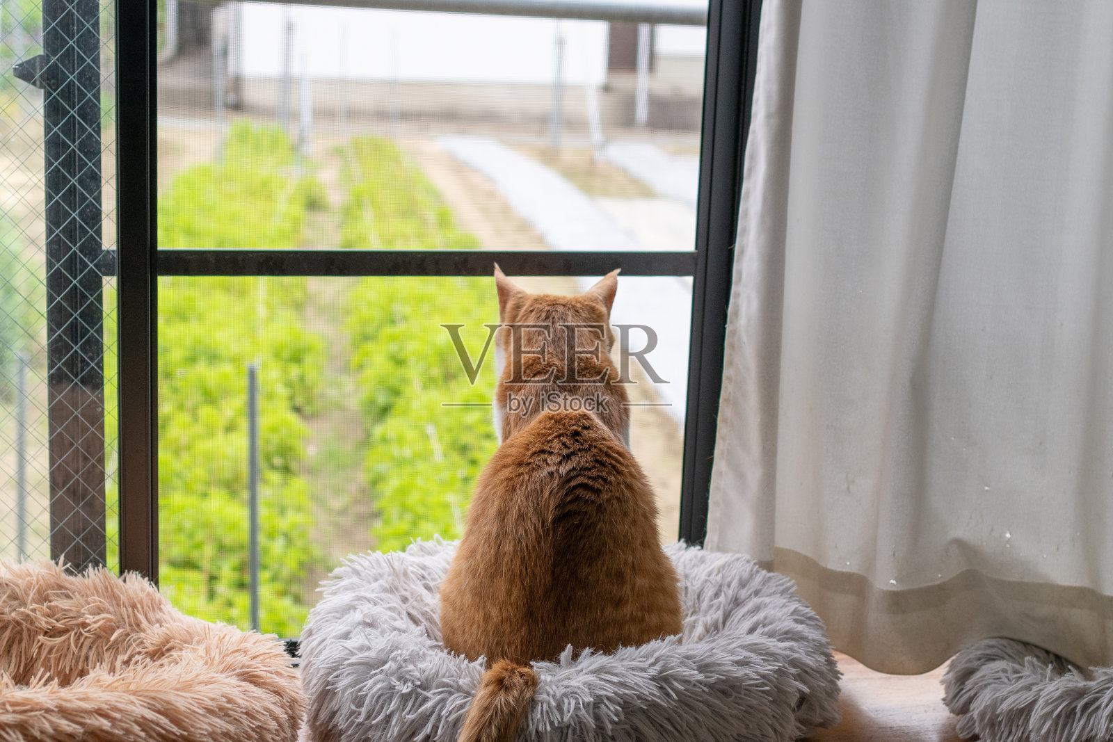 猫的后视图照片摄影图片