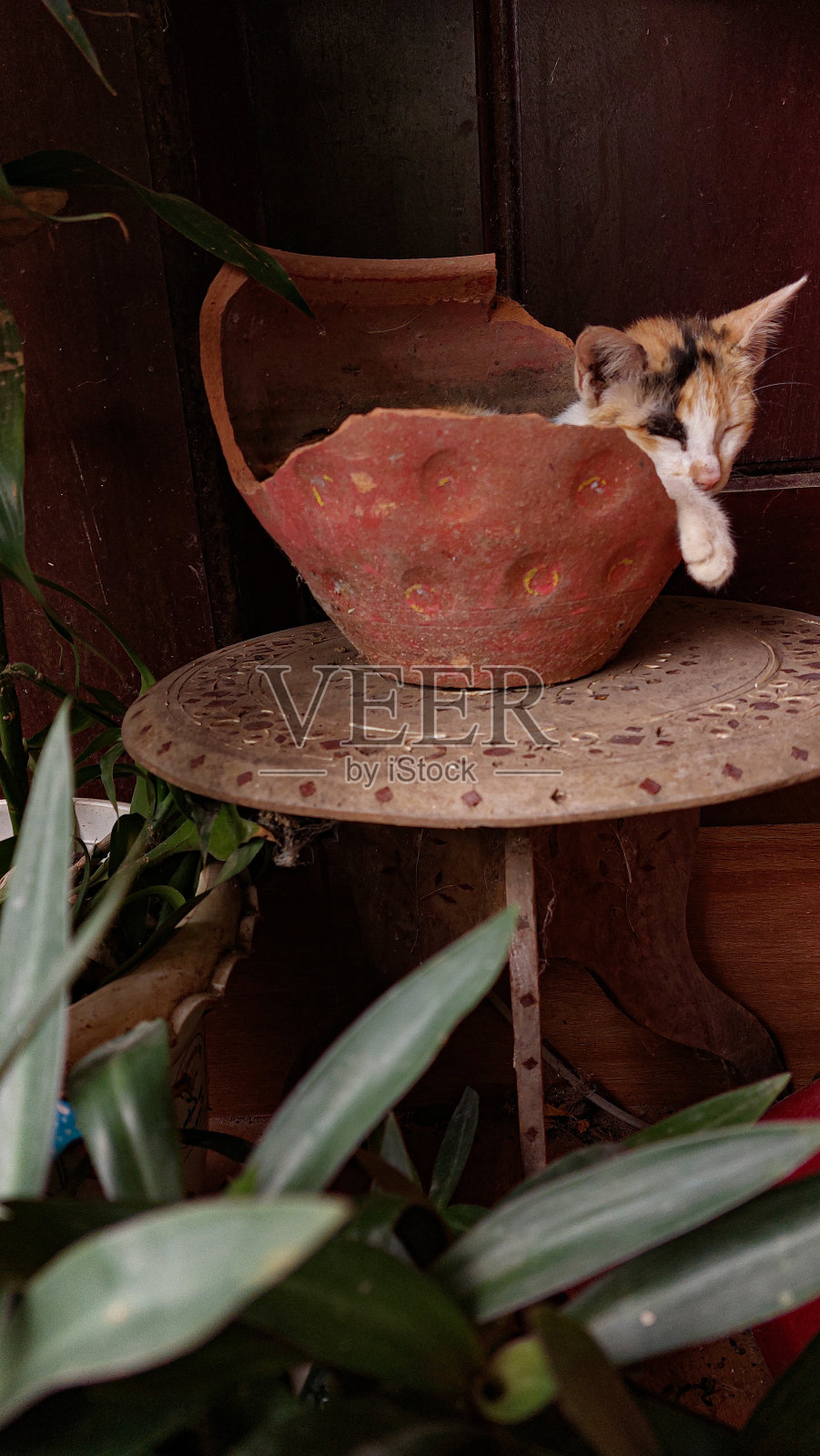 印花布小猫把破罐子回收成床照片摄影图片