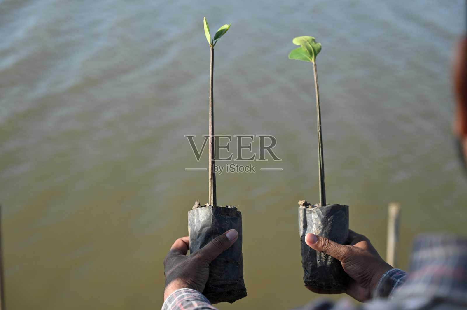装在塑料袋里的红树林幼苗照片摄影图片