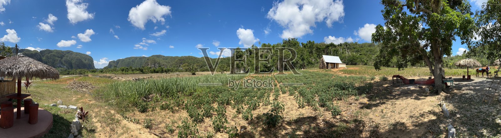 通用烟草种植园照片摄影图片