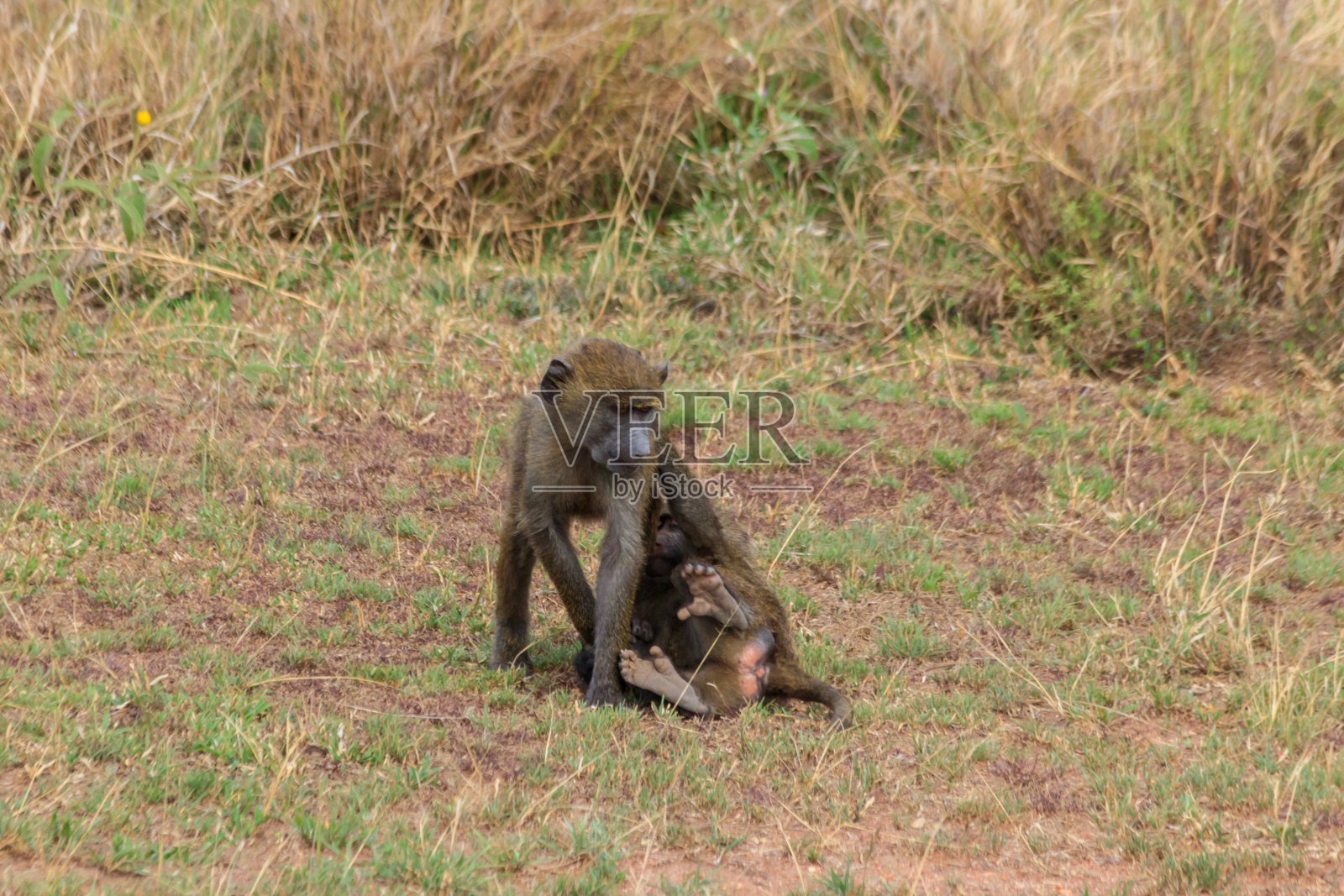 两只小橄榄狒狒(Papio anubis)在坦桑尼亚塞伦盖蒂国家公园的稀树大草原上玩耍照片摄影图片