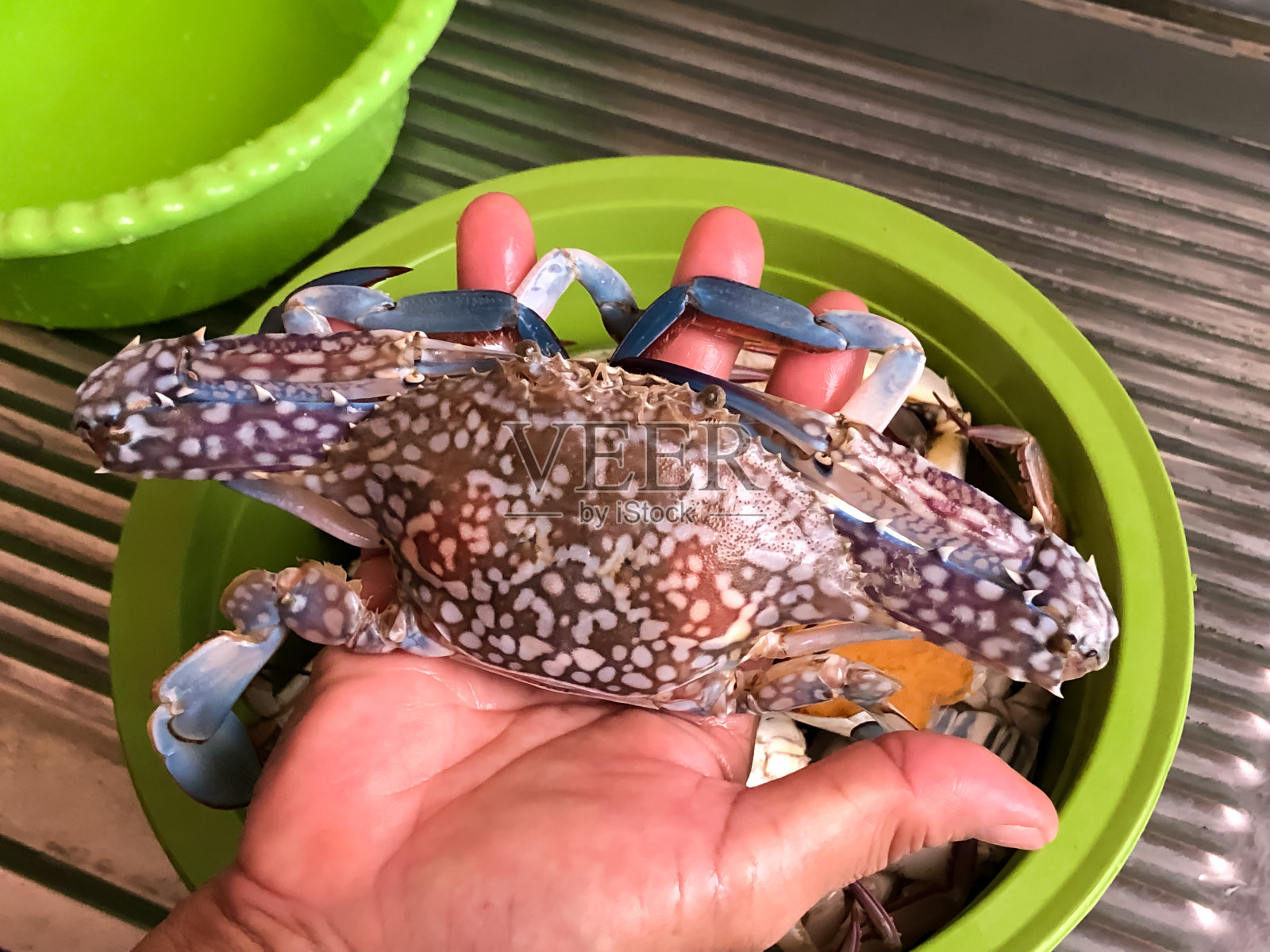 这种动物在印度尼西亚被称为拉君干。照片摄影图片