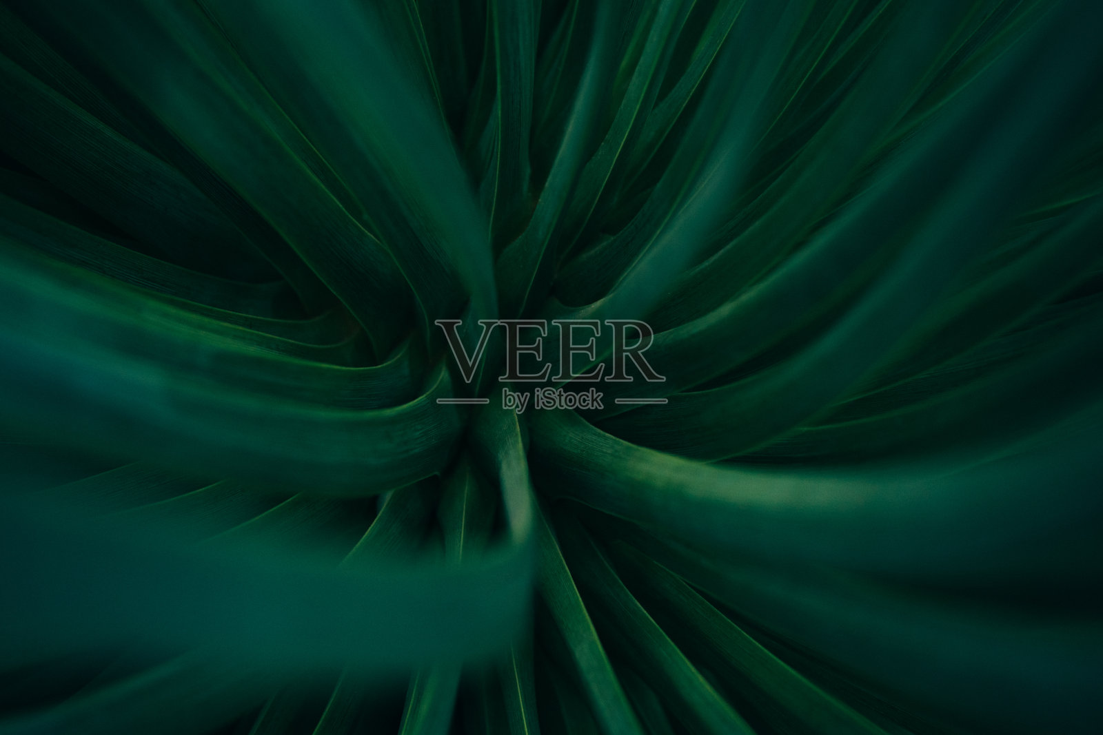 抽象的形象照片摄影图片