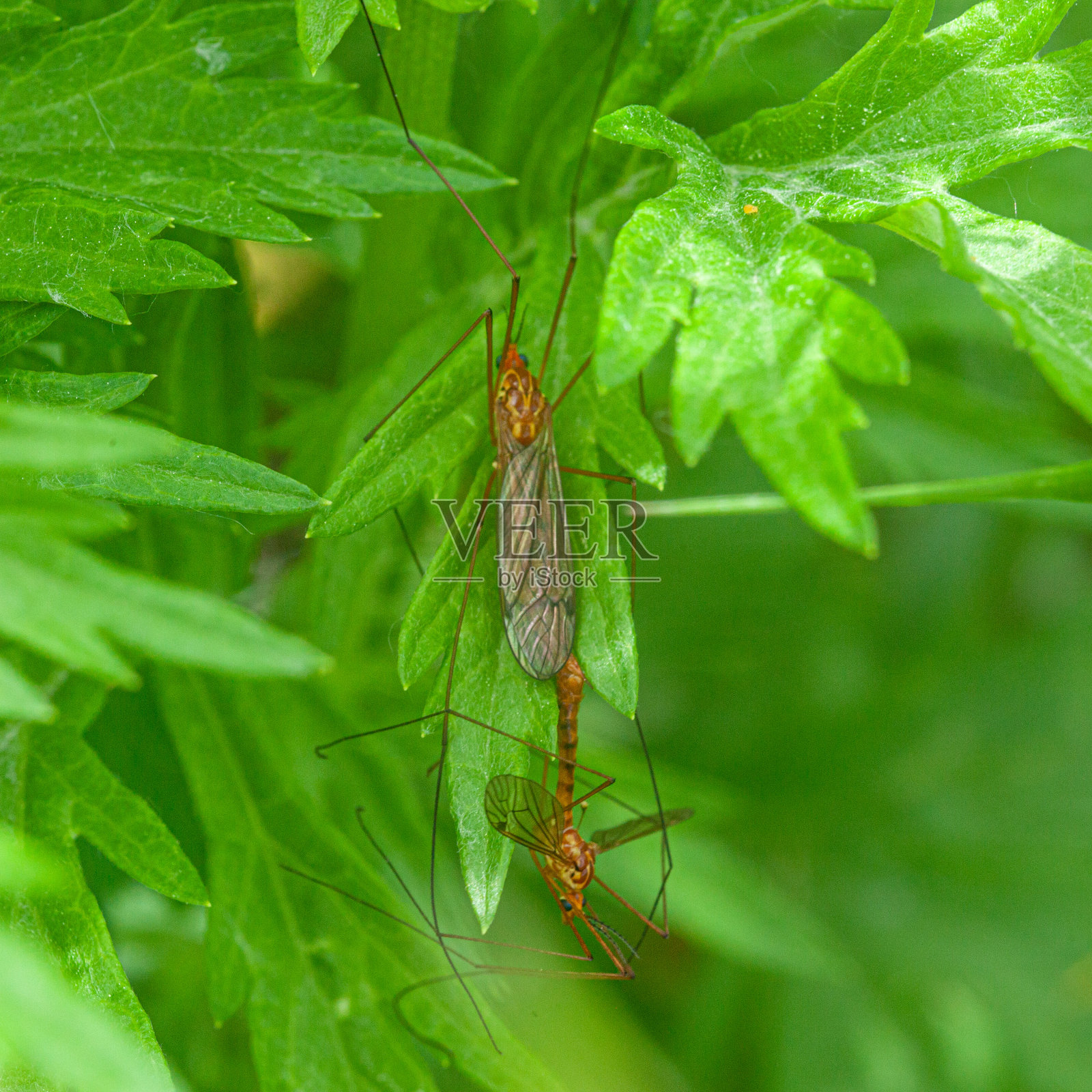交配的虎鹤蝇,(Nephrotoma ferruginea),大型鹤蝇,雄,雌,鹤蝇科,鹤蝇科。照片摄影图片