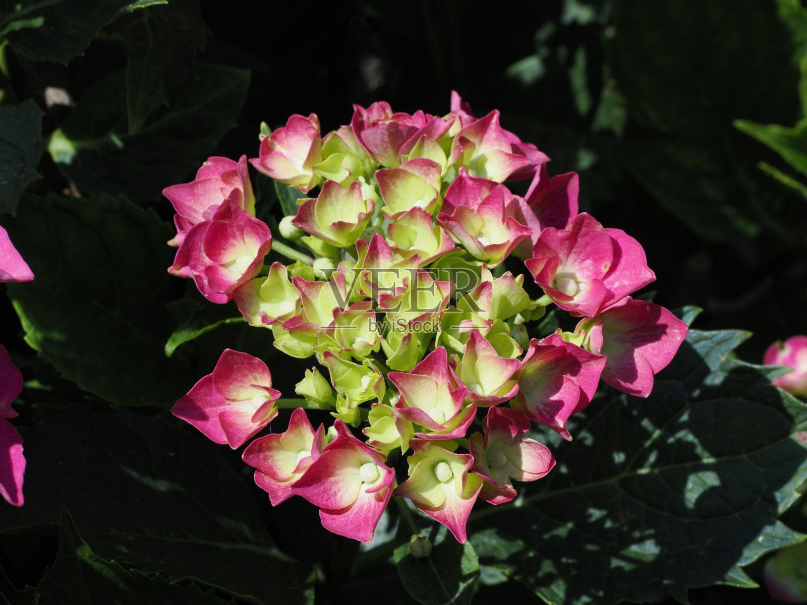 盛开的绣球花照片摄影图片