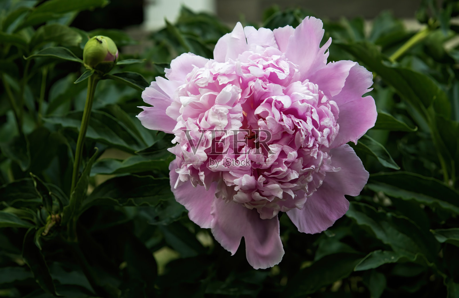 牡丹花朵照片摄影图片