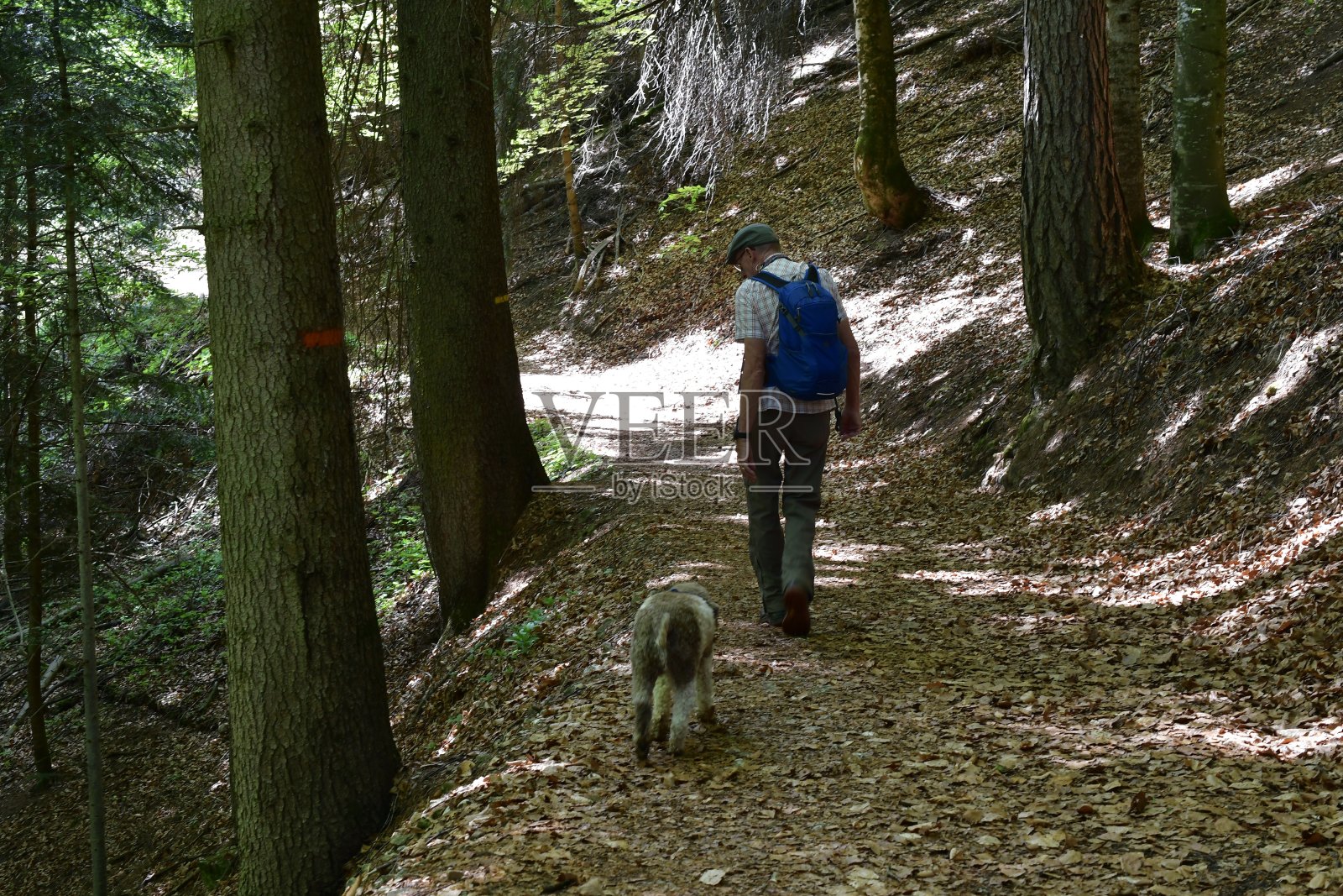 一个男人和他的Lagotto Romagnolo狗在南蒂罗尔徒步旅行照片摄影图片