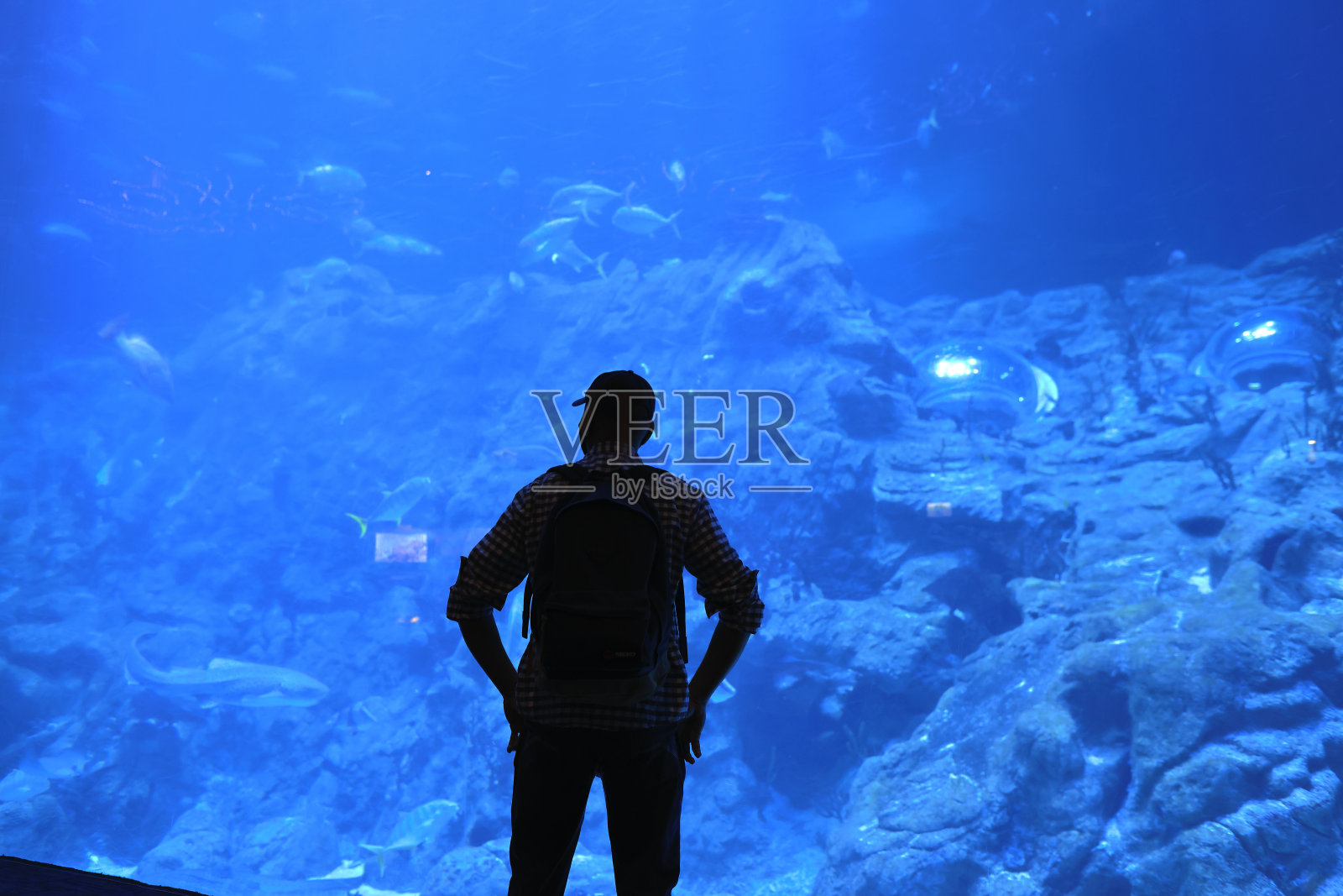 2021年11月18日,人们在香港海洋公园观看大型水族馆照片摄影图片