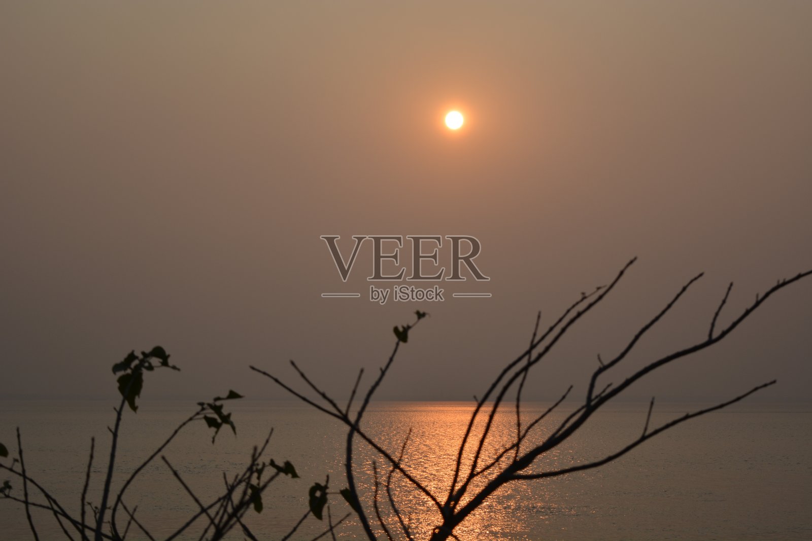 自然、花卉和动物群照片摄影图片