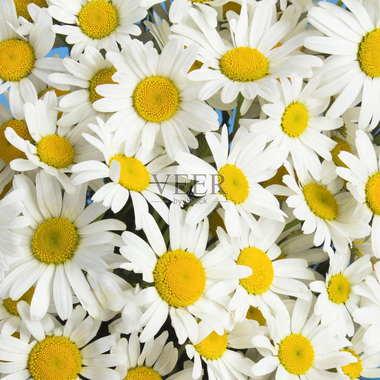 白色的菊花。特写镜头。前视图。花的背景。照片摄影图片