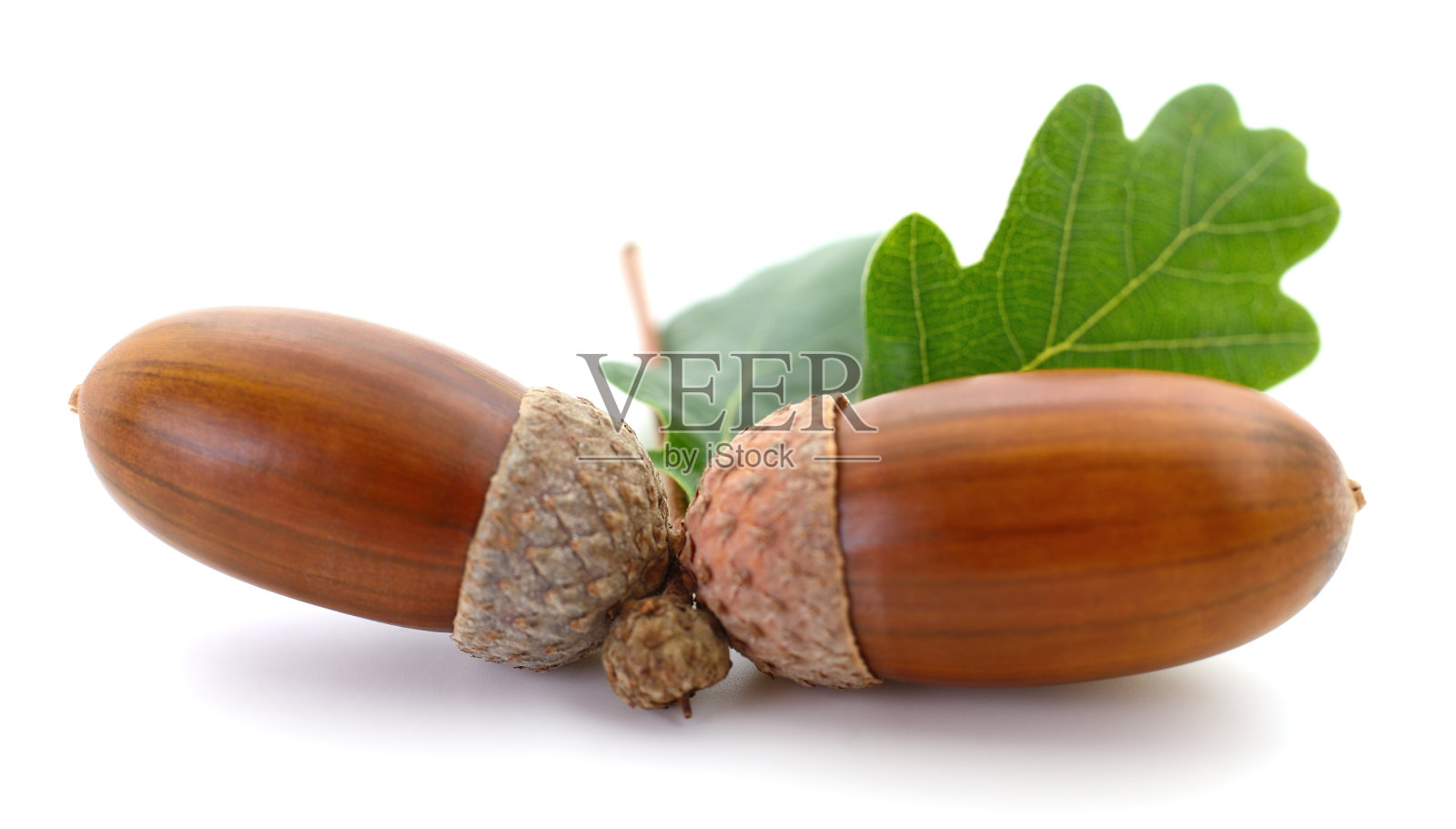 带叶子的橡子。照片摄影图片