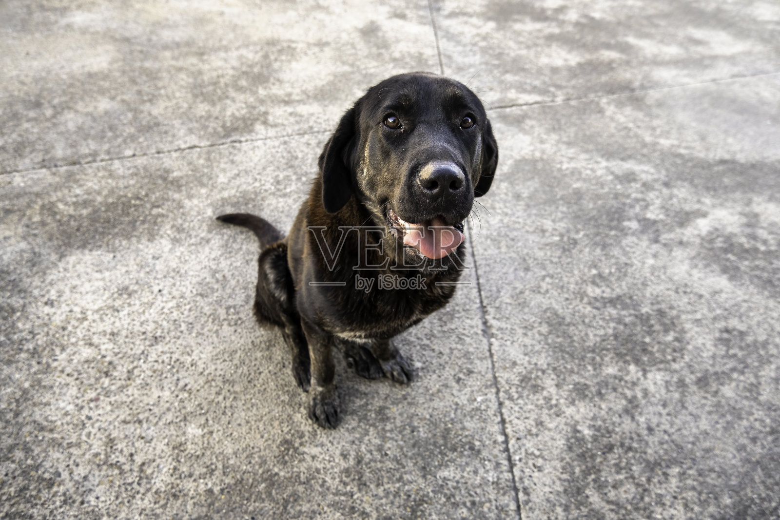 宠物獒照片摄影图片