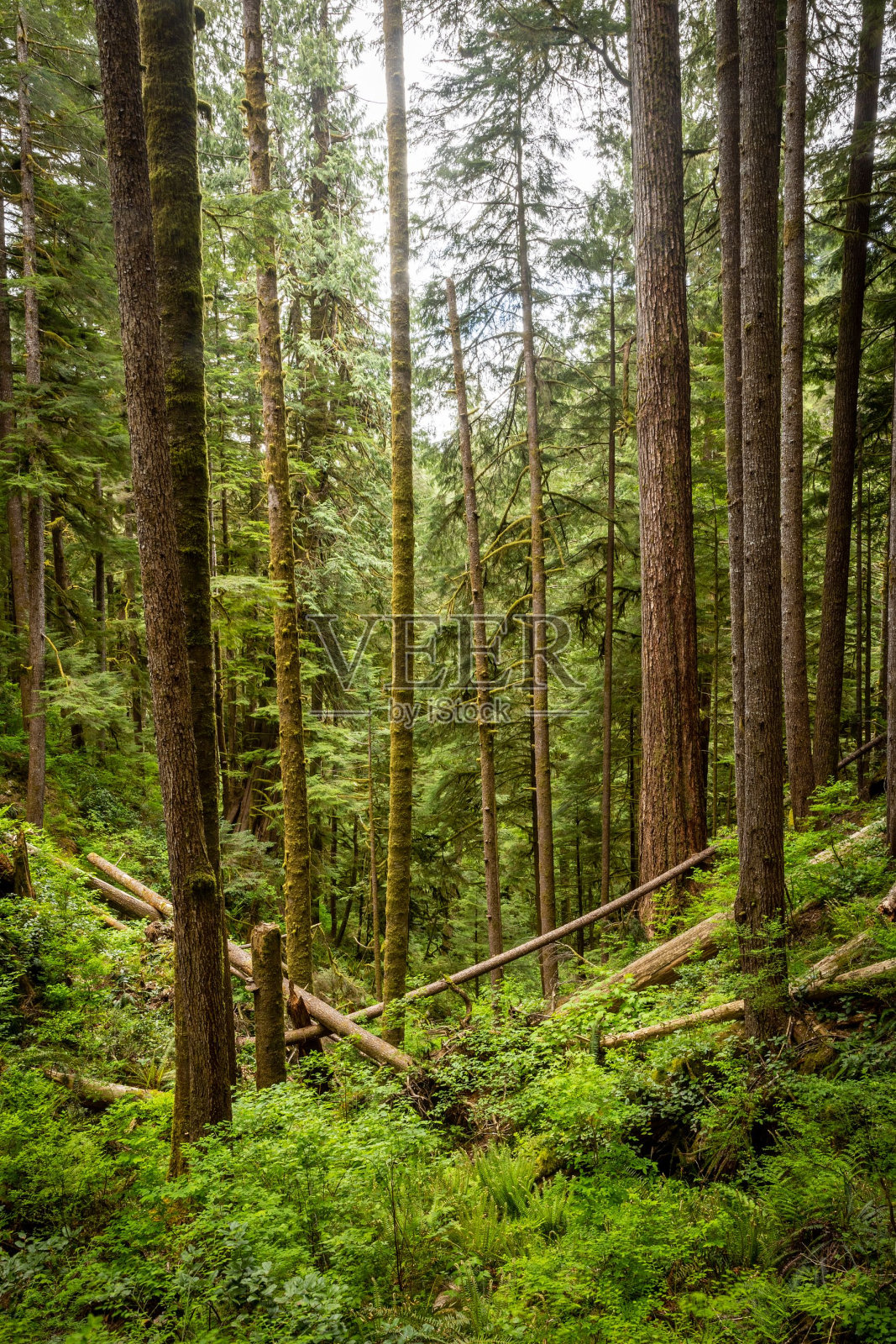 绿色森林中高大树木的垂直镜头照片摄影图片