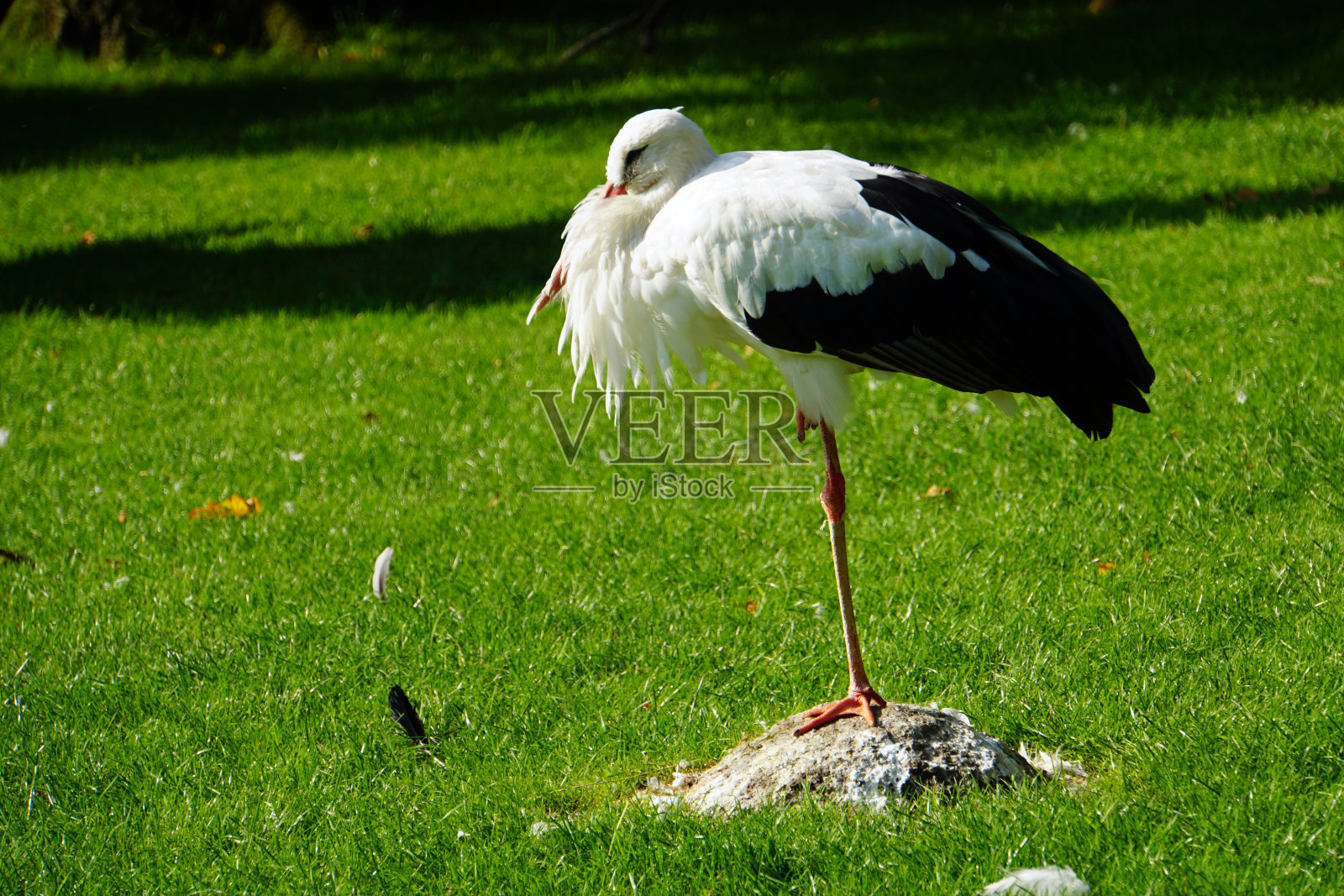 鸟照片摄影图片