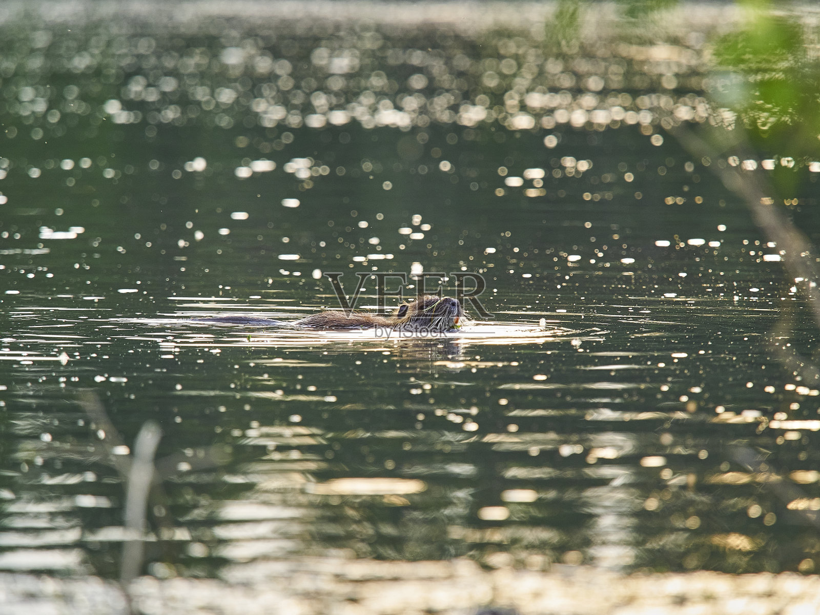白化海狸鼠是欧洲的入侵物种照片摄影图片