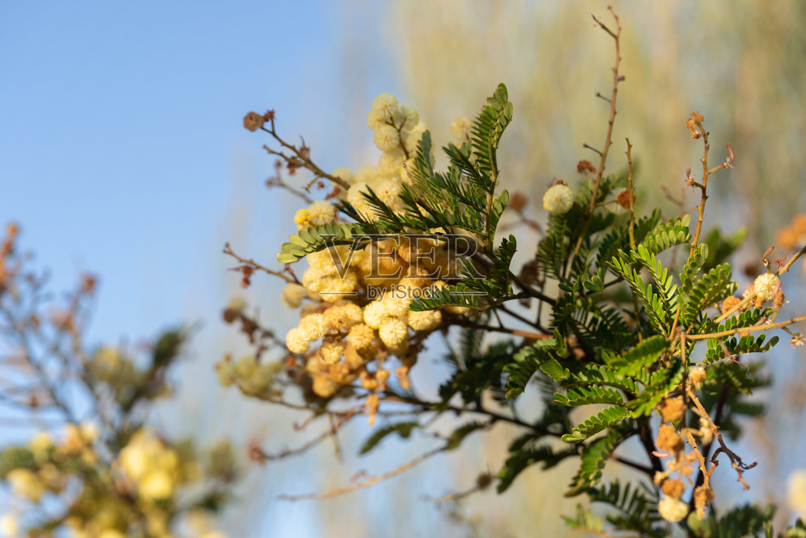开花雪松(金合欢)照片摄影图片