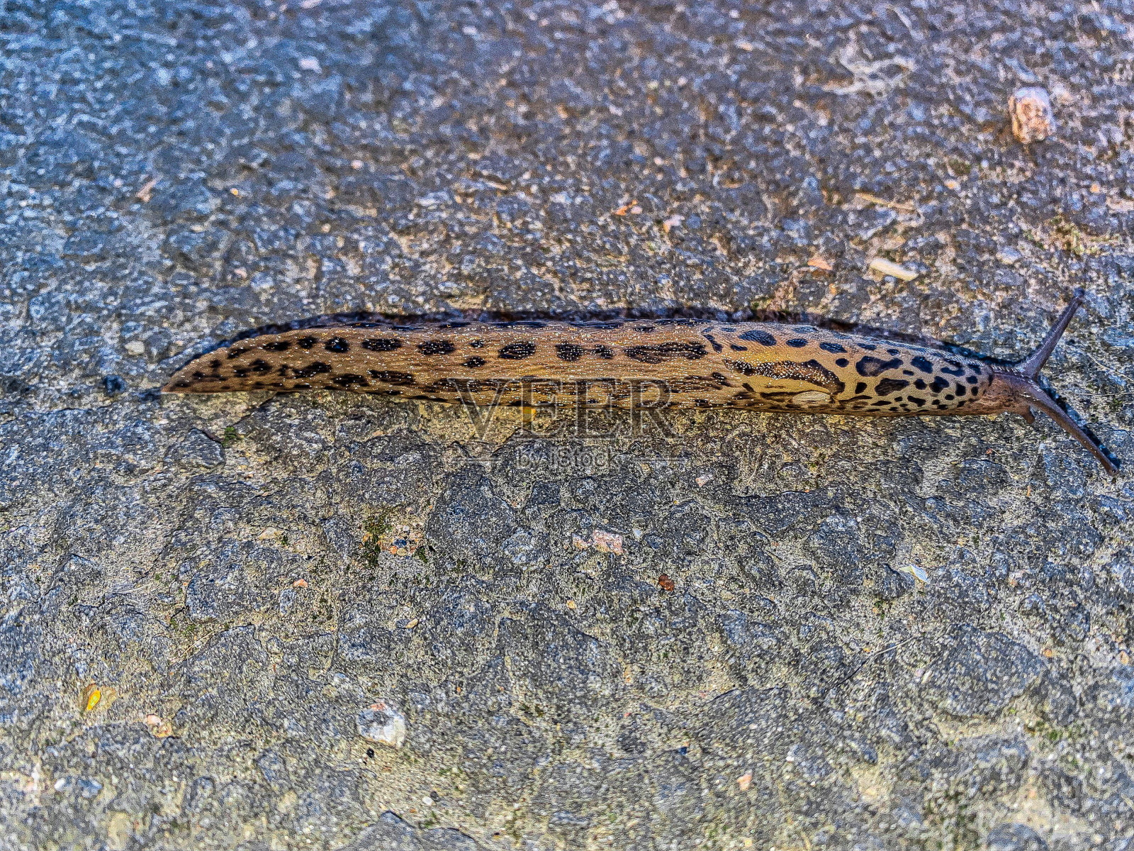 药用水蛭照片摄影图片