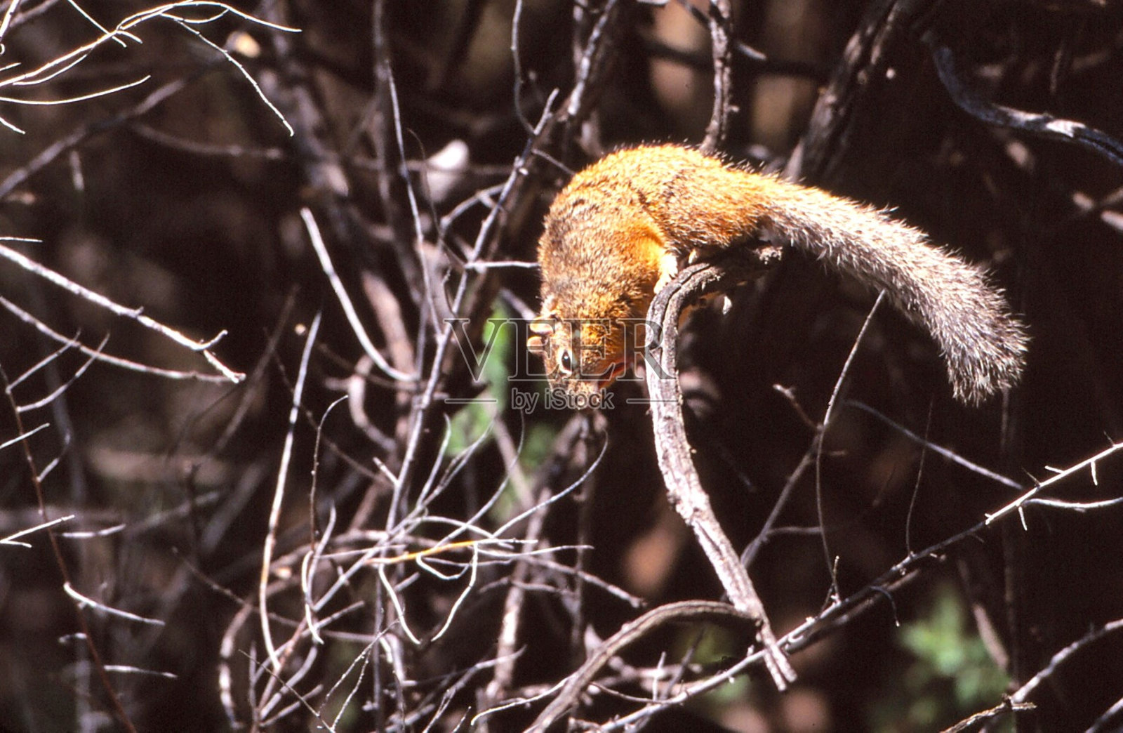 岩松鼠——新墨西哥州阿尔伯克基照片摄影图片