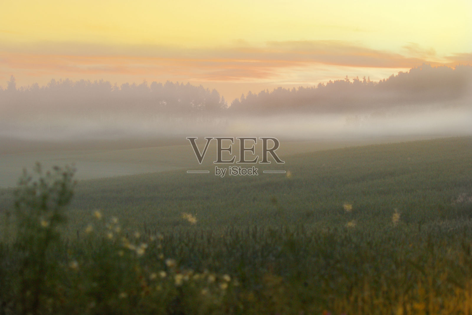 雾蒙蒙的早晨,田野上泛着黄色的天空照片摄影图片