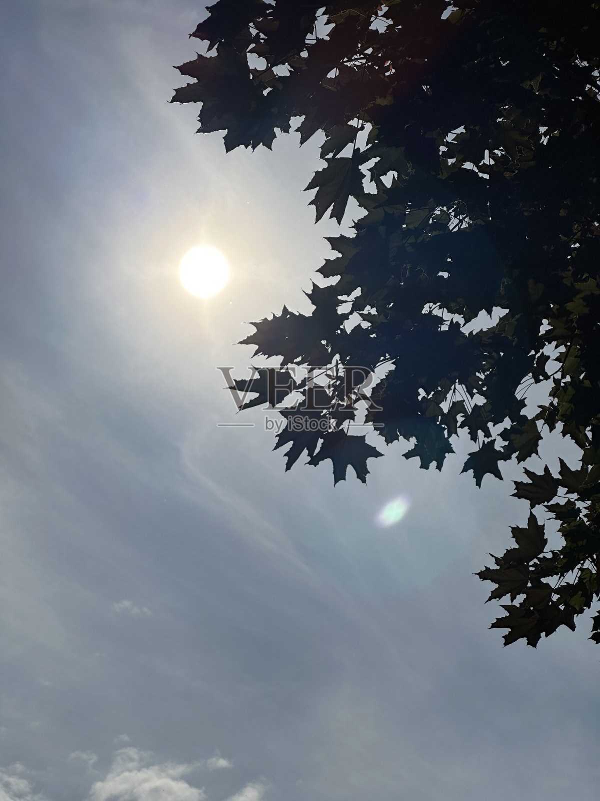 树梢上的太阳照片摄影图片