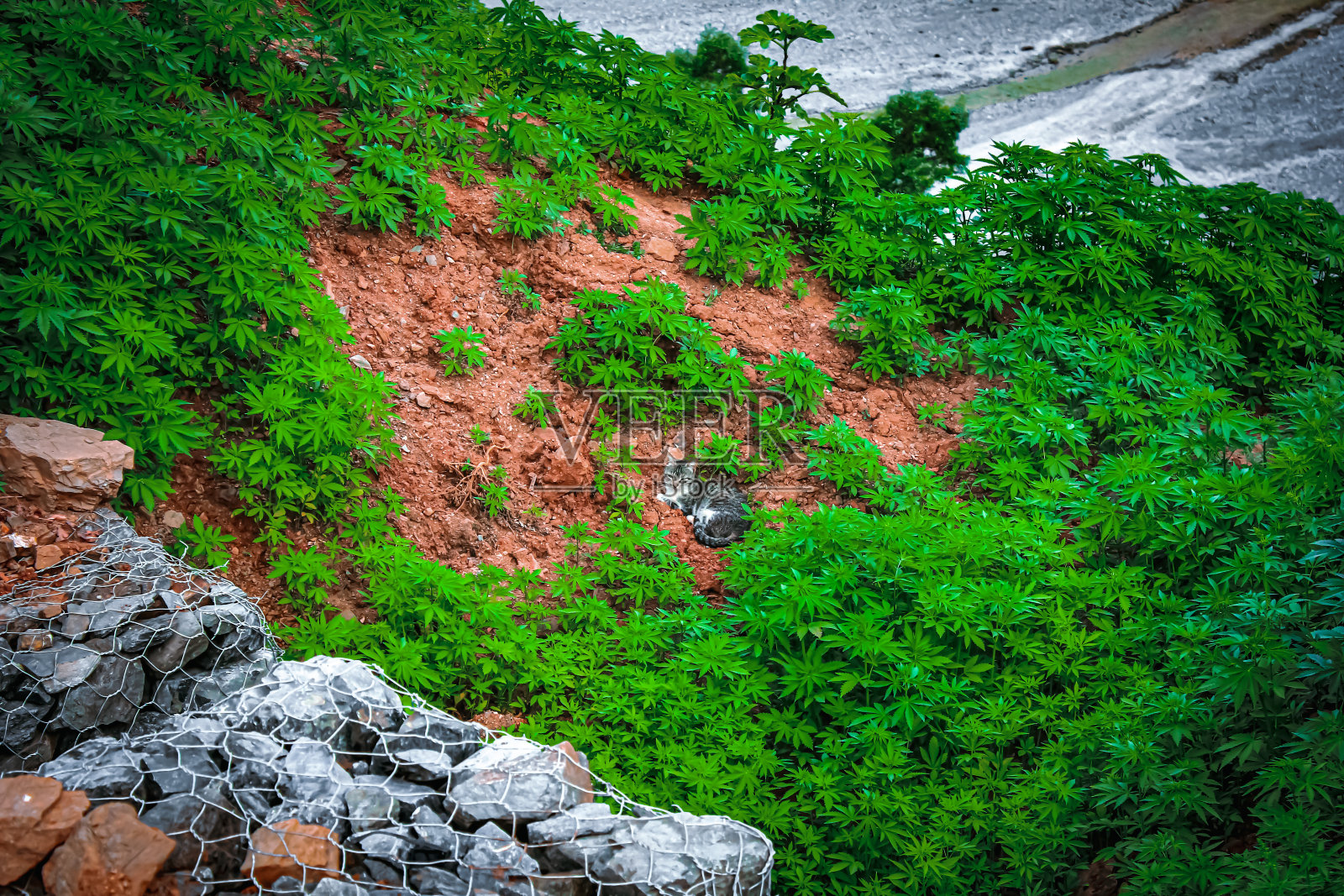 大麻植物,Ouad El Kennar,摩洛哥照片摄影图片