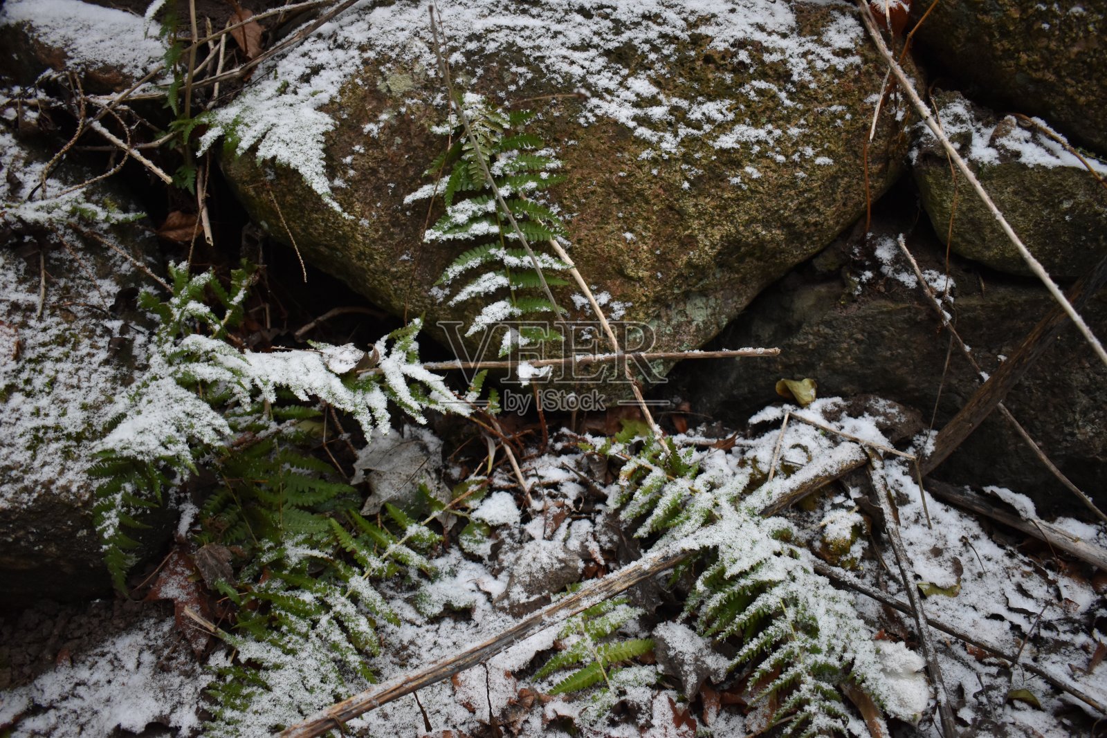 一种蕨类植物和花岗石——石墙——被雪覆盖。照片摄影图片