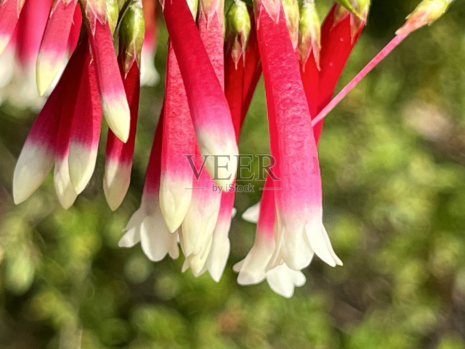 紫红色希斯照片摄影图片