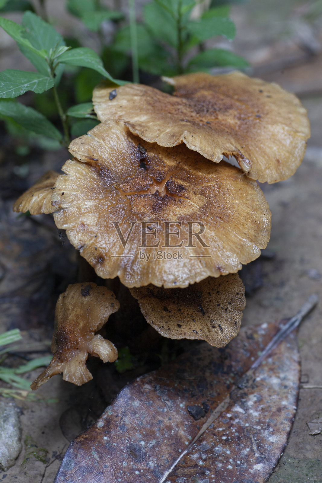 野蘑菇照片摄影图片