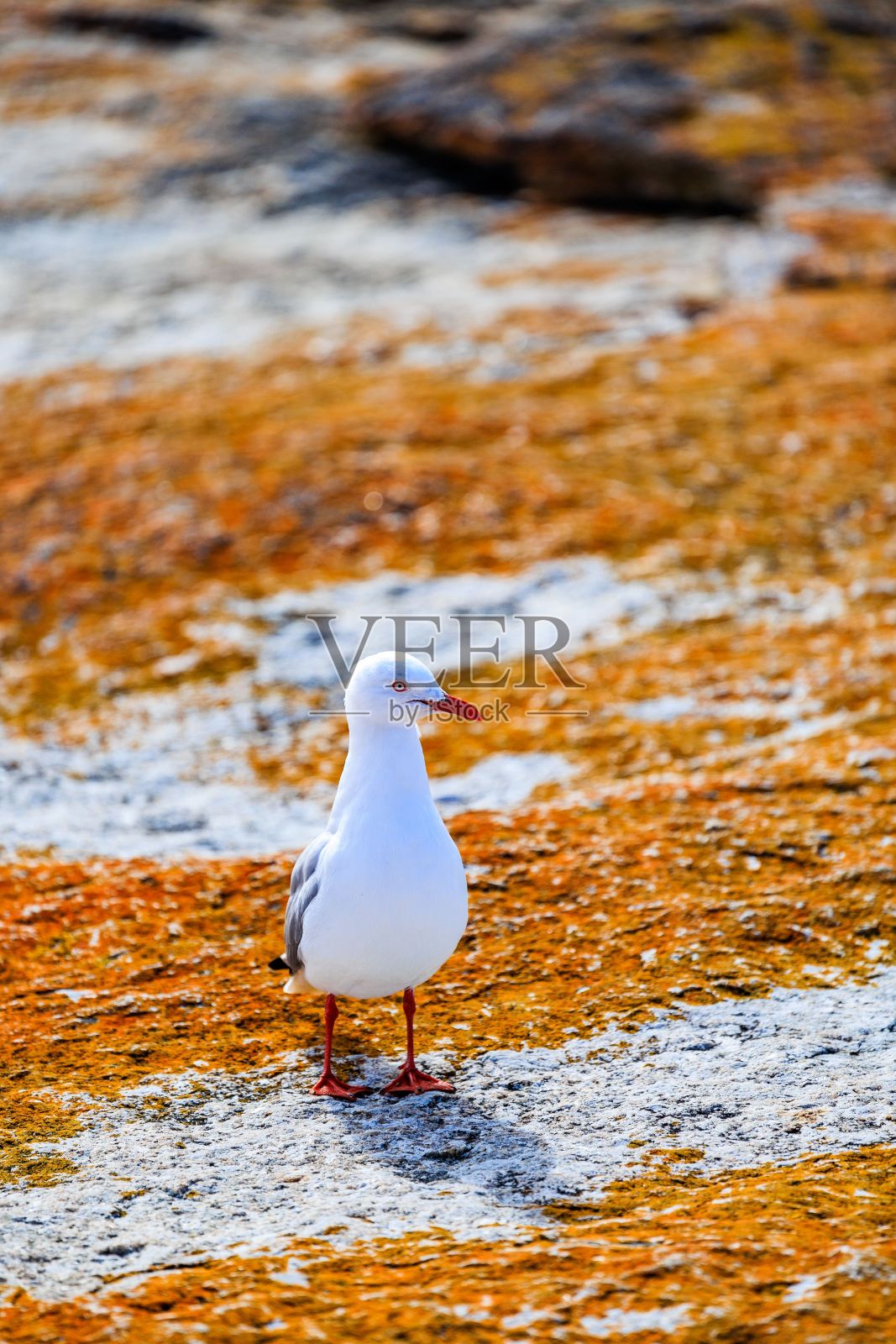 白色的海鸥站在岩石海岸线上,被明亮的阳光照亮照片摄影图片