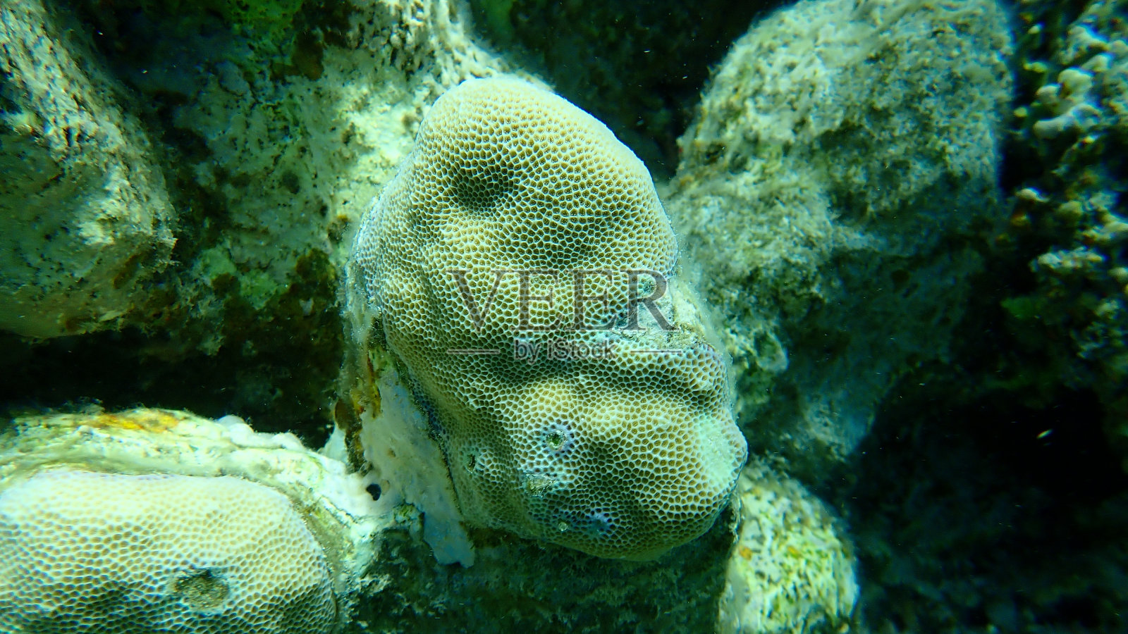 红海海底的驼峰珊瑚照片摄影图片