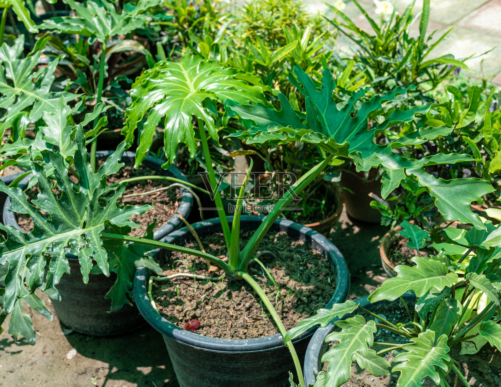 在苗圃里出售的用于家居装饰的花莲。照片摄影图片