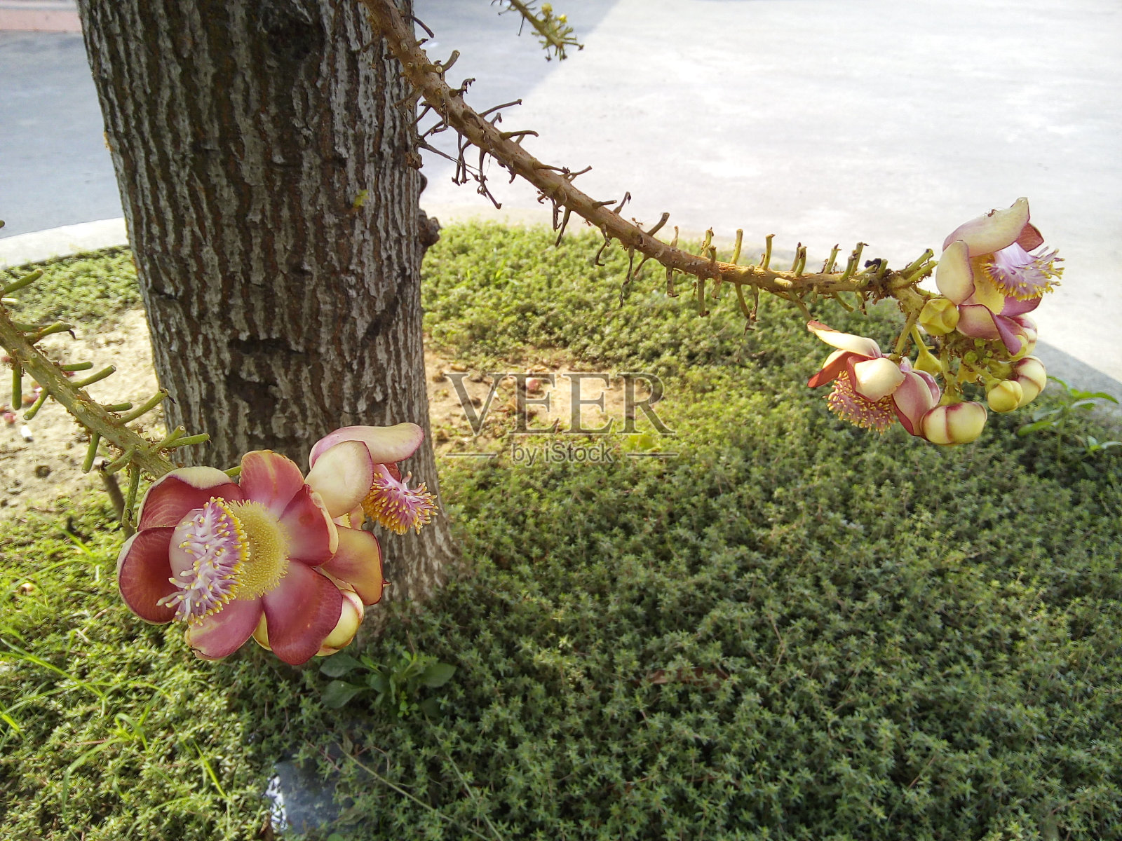 炮弹树花与树干。照片摄影图片