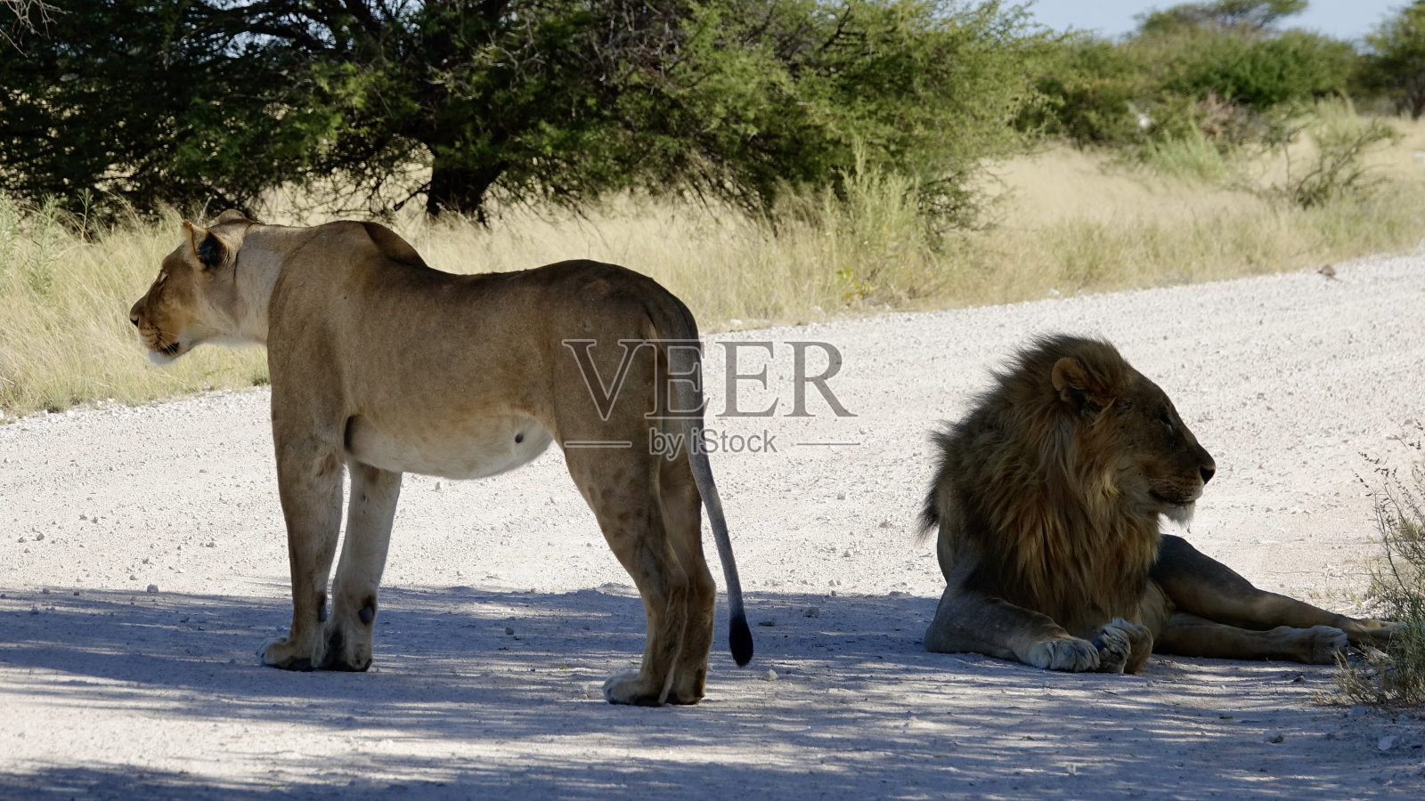 纳米比亚的狮子照片摄影图片