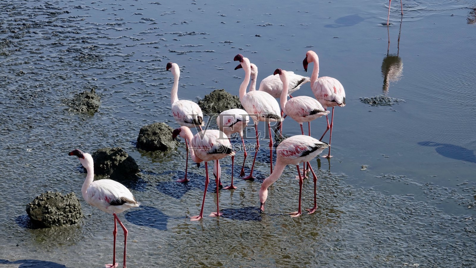 火烈鸟照片摄影图片