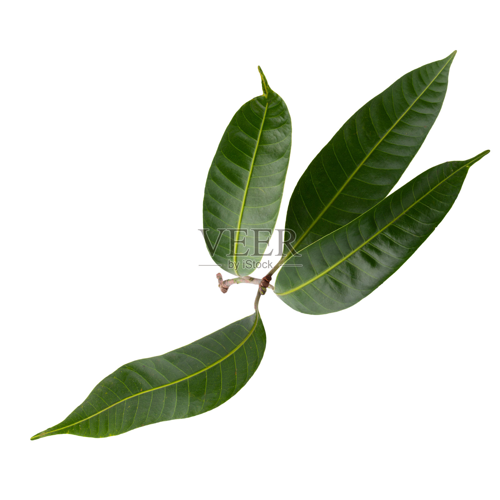 新鲜的绿叶孤立在白色的背景上照片摄影图片