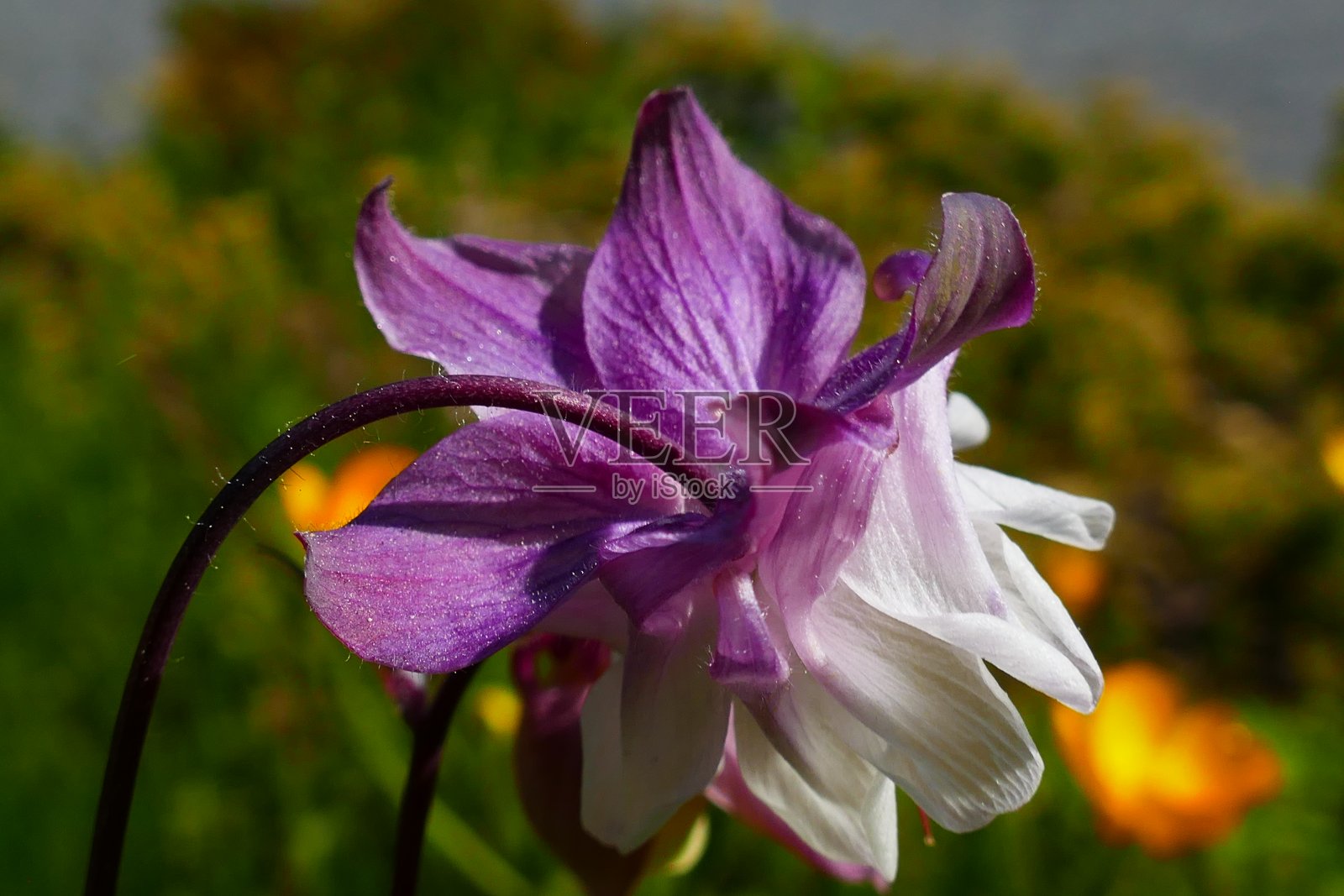 花耧斗菜照片摄影图片