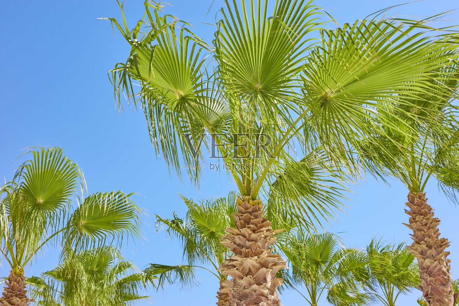 蓝天下的棕榈树照片摄影图片