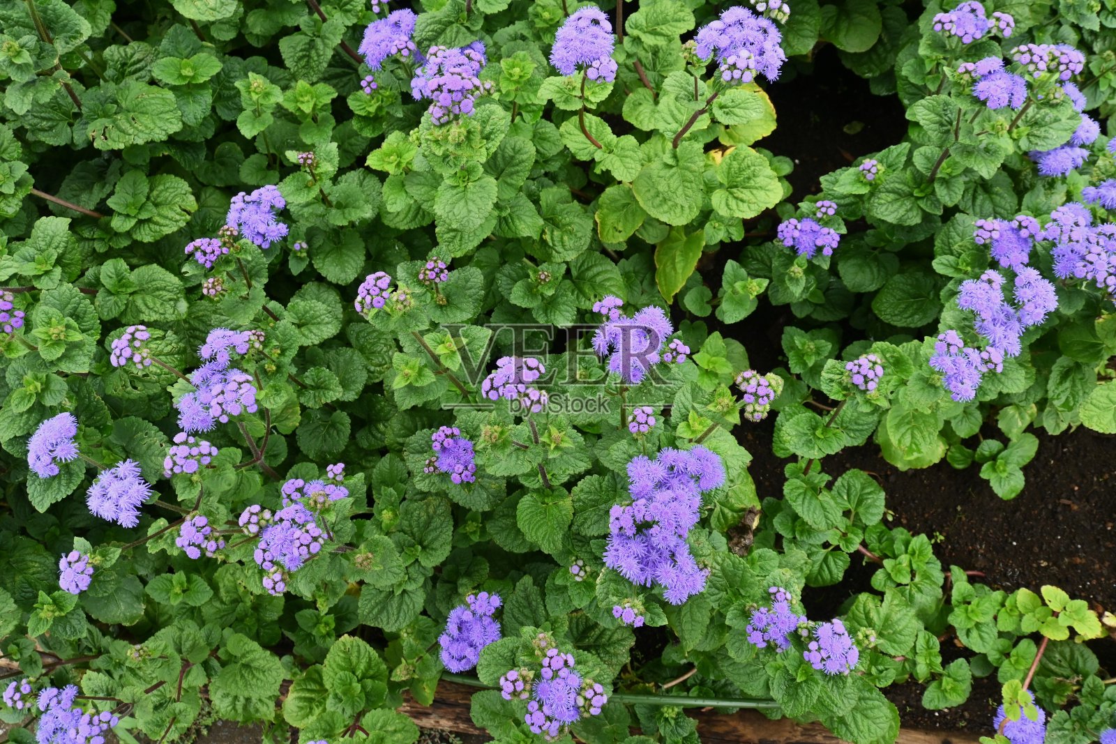 藿香Ageratum houstonianum(牙线花)花。照片摄影图片