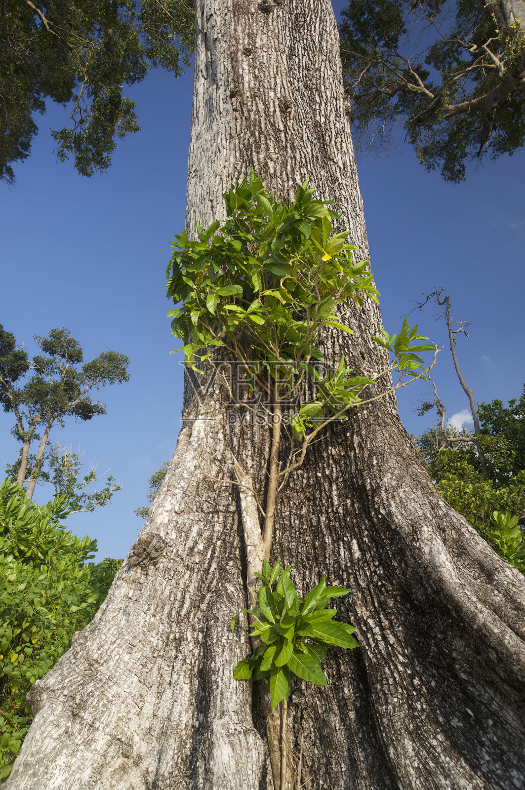 安达曼群岛照片摄影图片