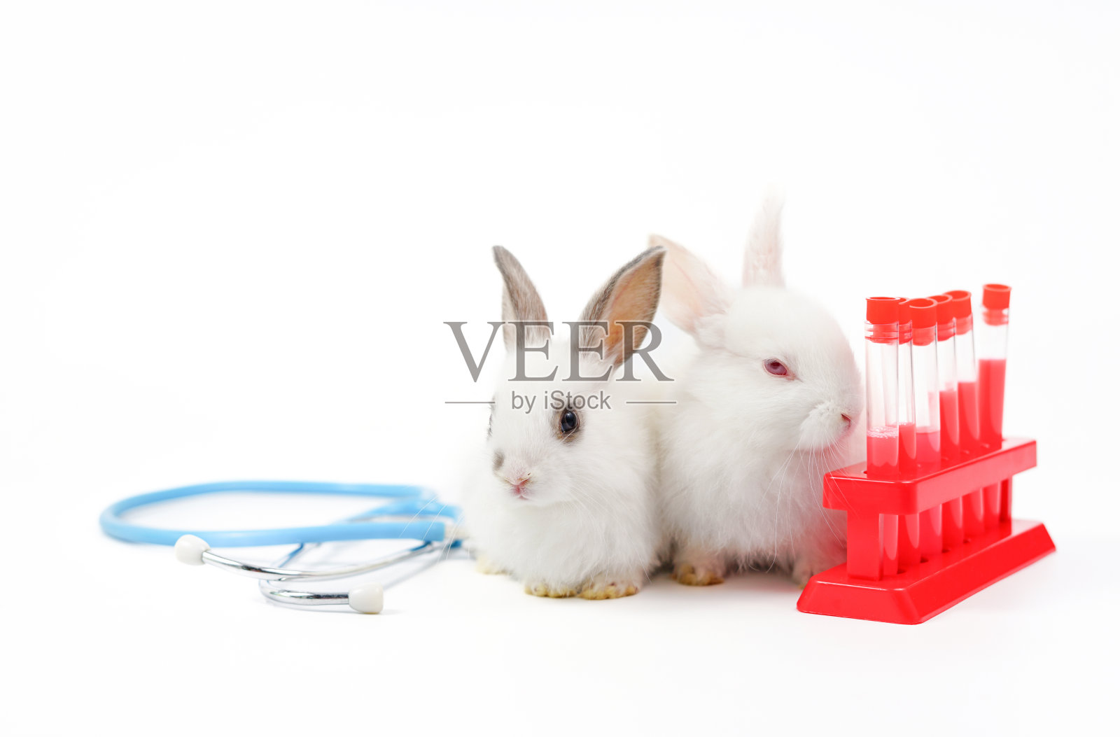 白色背景上的小白兔和医疗设备听诊器和实验试管照片摄影图片