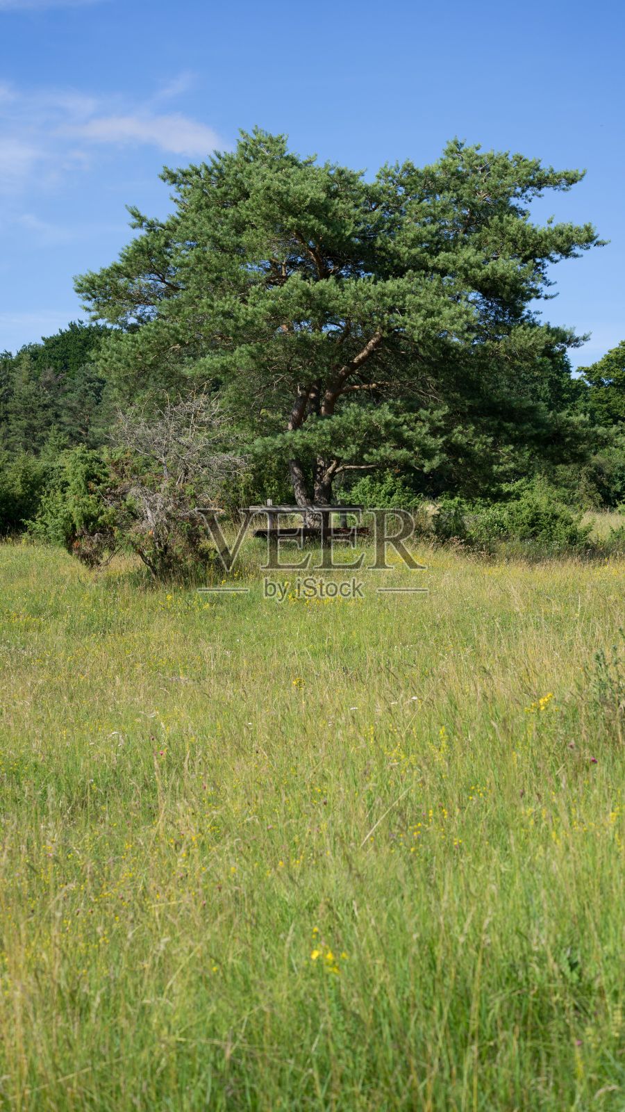 一张长凳的垂直照片,周围是郁郁葱葱的绿草和树木照片摄影图片