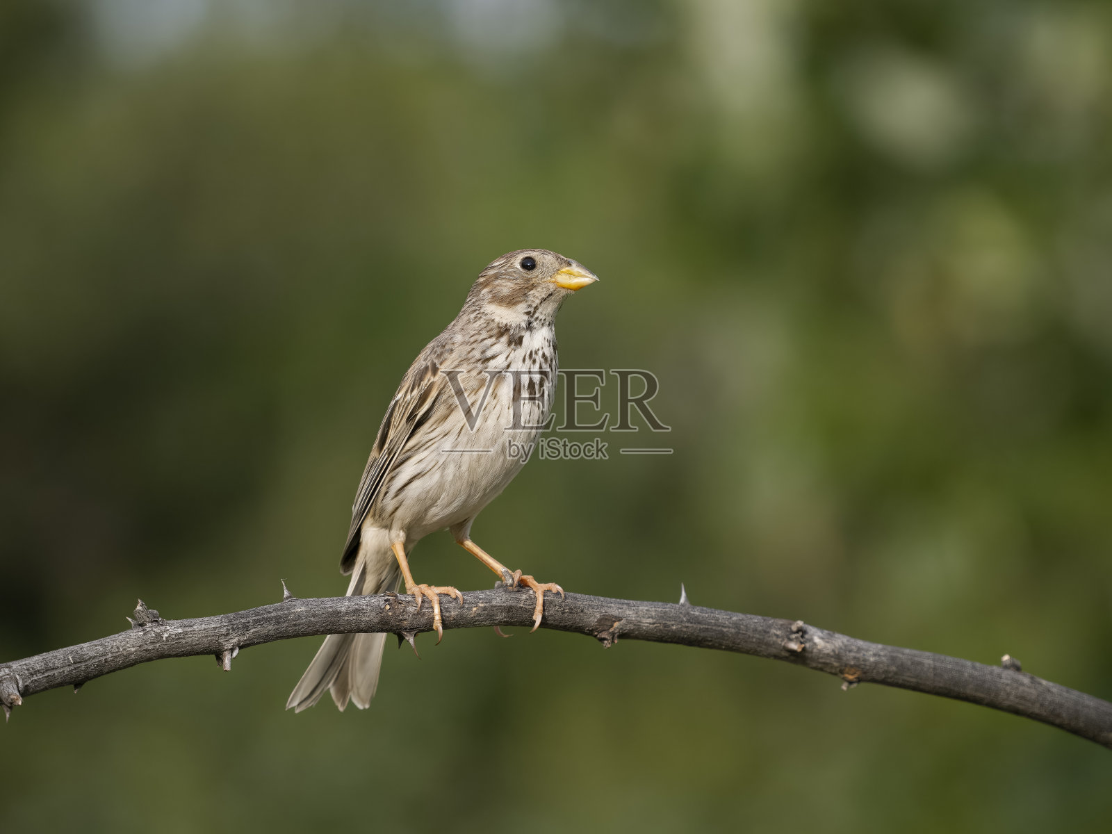 玉米狩猎,Emberiza calandra照片摄影图片